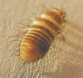 CARPET BEETLE LARVAE - NW Pest Control