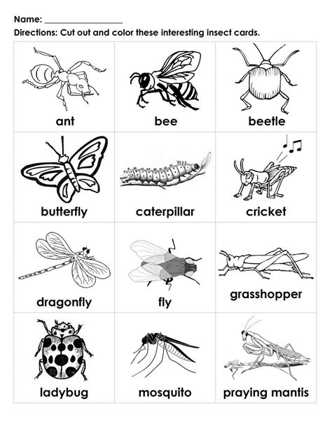 Insects Worksheets