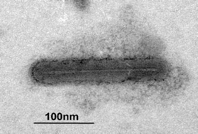 Baculoviridae - microbewiki