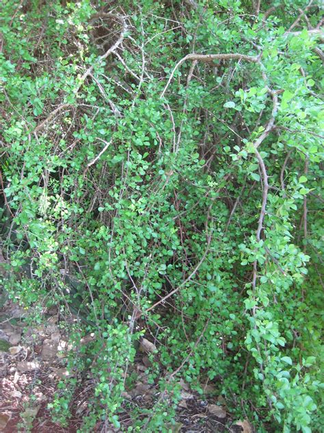 Foliage of myrrh (Commiphora sp.) | Myrrh (Commiphora sp.), … | Flickr