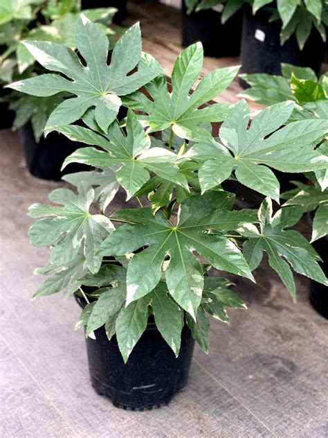 Fatsia Variegated | The Watering Can Flower Market