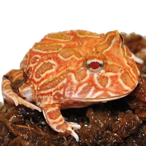 Albino Pacman Frog Strawberry & Pineapple (Captive Baby) Pacman Frog ...