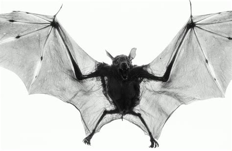 Dog-faced Fruit Bat Cynopterus by Henry Horenstein