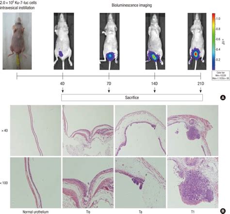 Serial bioluminescence imaging and histopathological findings in the ...