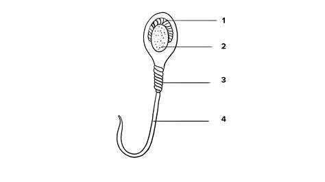 The diagram alongside refers to the structure of human sperm:i Label ...