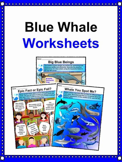 Blue Whale Facts & Worksheets for Kids | Habitat, Diet, Threats, Behavior