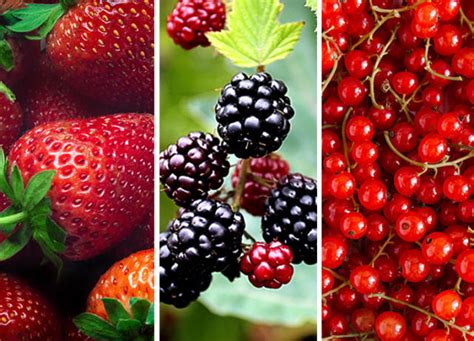 25 Different Types of Berries (and Why You Should Be Eating Each and Every One of Them)