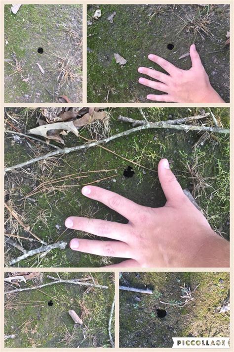 What causes these little holes in my yard? I used my hand for scale. I ...