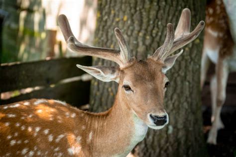 1,600+ Baby Deer In Woods At Springtime Stock Photos, Pictures & Royalty-Free Images - iStock