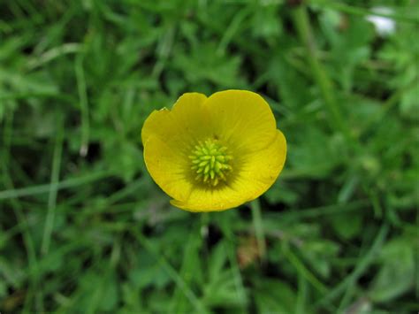 Buttercups, Ranunculus