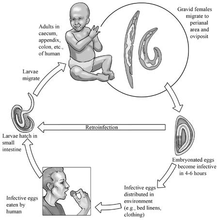 Lecture Notes in Medical Technology: Lecture #2: THE INTESTINAL NEMATODES