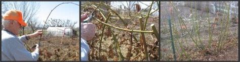 Pruning Blackberries This Spring