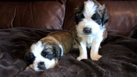 Miniature St Bernard Puppies! These two are girls 😃 and for sale!! We ...