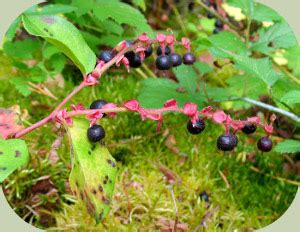 Wild Edible Berries