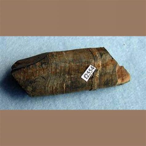 Sloth Tooth Fossil - Fossils & Artifacts for Sale | Paleo Enterprises