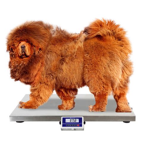 75 100 200 Kg Dog Weight Scale / Pet Weighing Scales With Anti - Slip Mat