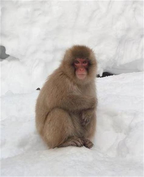 Snow Monkeys of Nozawa Onsen - Nozawa Holidays