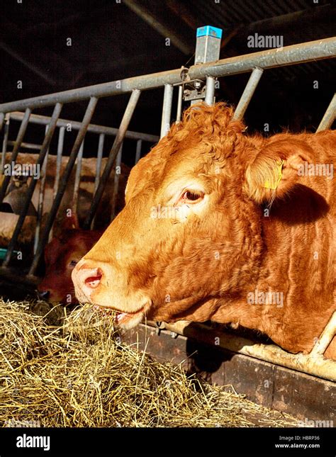 Cow hutch hi-res stock photography and images - Alamy