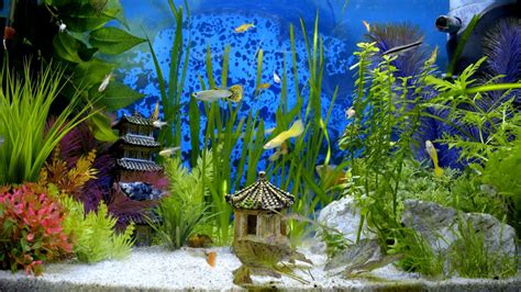 Fish Tank Wallpaper Hd - 1600x900 Wallpaper HD - WallpaperTip | Tank wallpaper, Beautiful ...