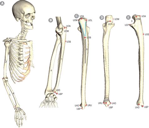 Ulna | Musculoskeletal Key