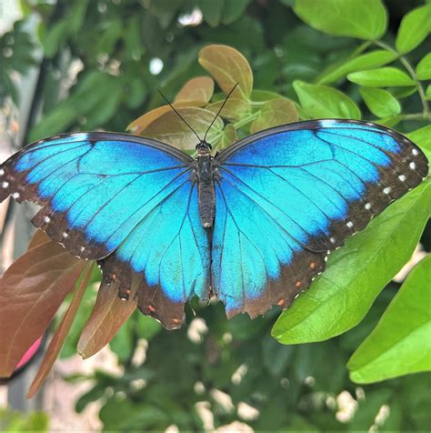 The Symbolism of Butterflies: Transcendence and Transformation and More — Palos Verdes Pulse