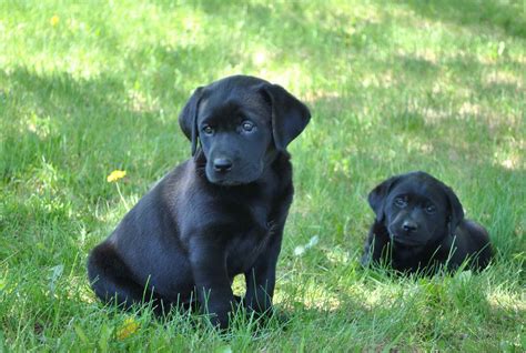 Black Labrador Breeders