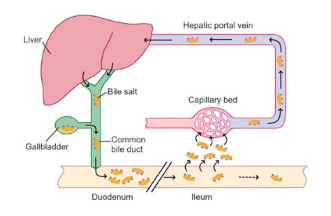 What Are Bile Salts? Why Are They In My Daily Supplements? Are They Safe?’’