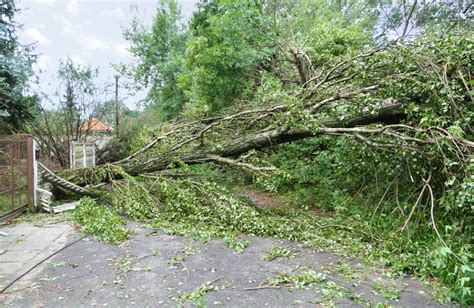 What to Do If Your Trees Are Damaged in A Storm - Five Star Tree Services