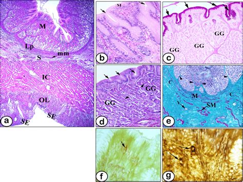 Light photomicrographs of the cardiac region of African catfish stomach... | Download Scientific ...