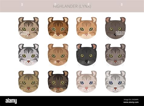 Hyghlander Lynx Cat clipart. All coat colors set. All cat breeds characteristics infographic ...