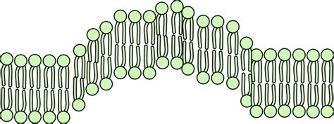 Cell Membrane Endocytosis Clip Art at Clker.com - vector clip art online, royalty free & public ...