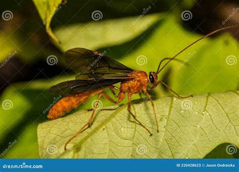 Parasitoid Wasp from the Braconidae Family Stock Image - Image of ...