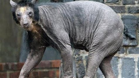 Most Bizarre Animals on Earth: Unveiling the World of Weird, Hairy Creatures – Archaeology 24