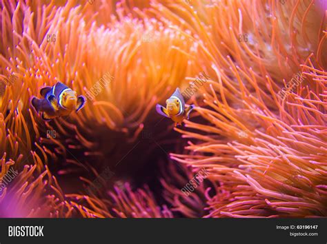 Coral Reef Clownfish Image & Photo (Free Trial) | Bigstock