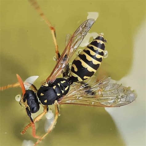 15 Types of Wasps and Pictures to Identify Them