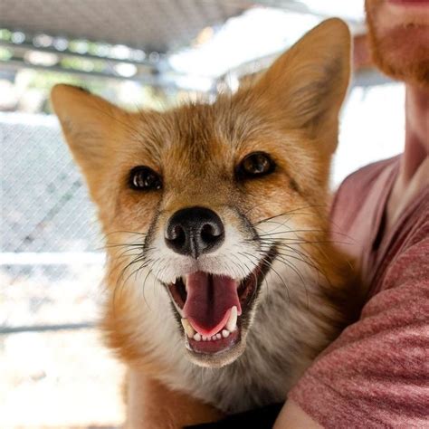 We Met The World’s First Domesticated Foxes | Fox, Pet fox, Domestic fox