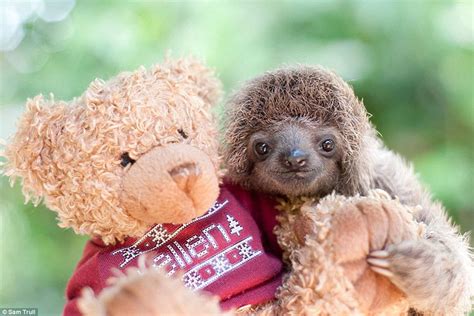 Baby sloths in Costa Rica sanctuary where they learn all about life in ...