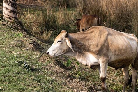 1,317 Zebu Cow Photos - Free & Royalty-Free Stock Photos from Dreamstime