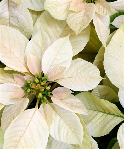 White Poinsettia Plant