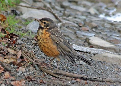 Birding with Lisa de Leon: Juvenile American Robin