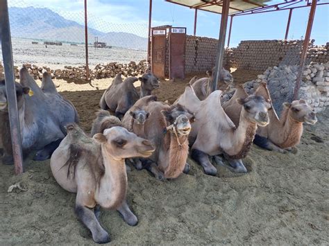 Peaky humps, stoic natures: Bactrian camels in Nubra Valley [Commentary]