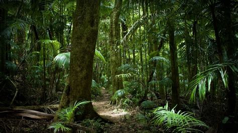 Countries Band Together to Save Central African Rainforest - Giving Compass