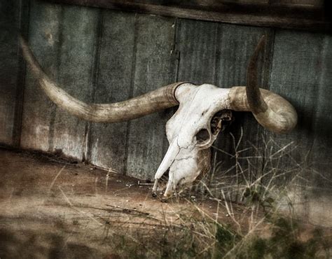 Longhorn skull from side. Would want at this angle over heart ...