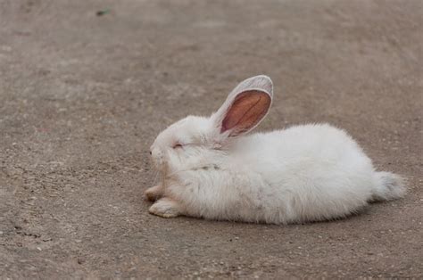 Amazing Variety Of Rabbit Sounds And Noises | rabbits.life