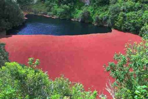 Identifying Common Types of Pond Algae - Nualgi Ponds