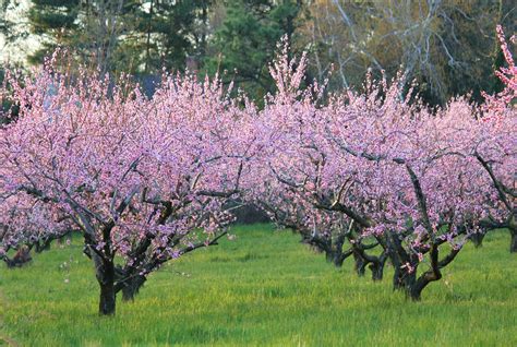 Glassboro, NJ Peach Orchard | Seaside heights nj, Seaside heights, Farm life