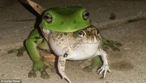 What Do Baby Tree Frogs Eat - change comin