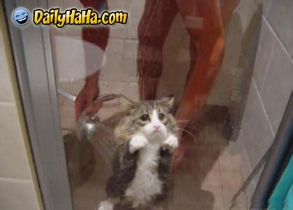 Cat taking a shower