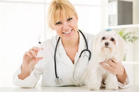 Leptospirosis Vaccine | Veterinarian in Creedmoor, NC | South Granville Animal Hospital