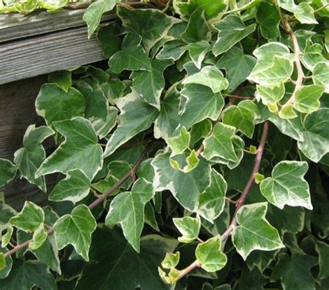 Variegated English Ivy | PlantAddicts.com